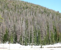 A hillside of beetle-killed pine in Colorado.