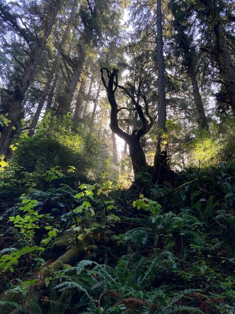 A dramatically backlit forested slope.